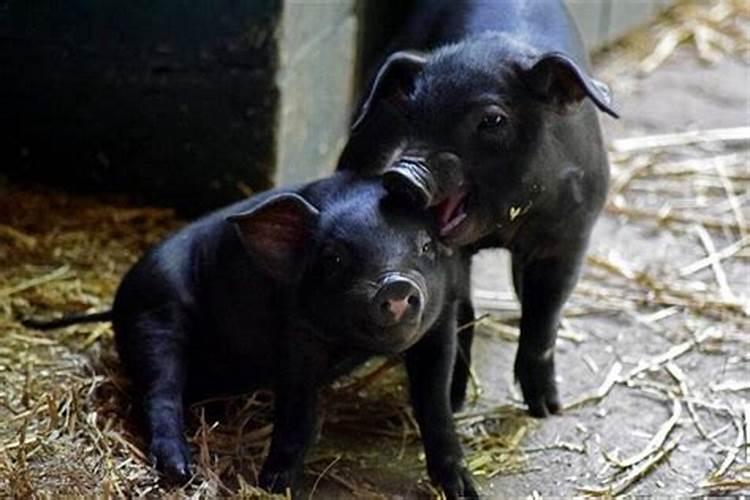梦见两只黑猪吃食