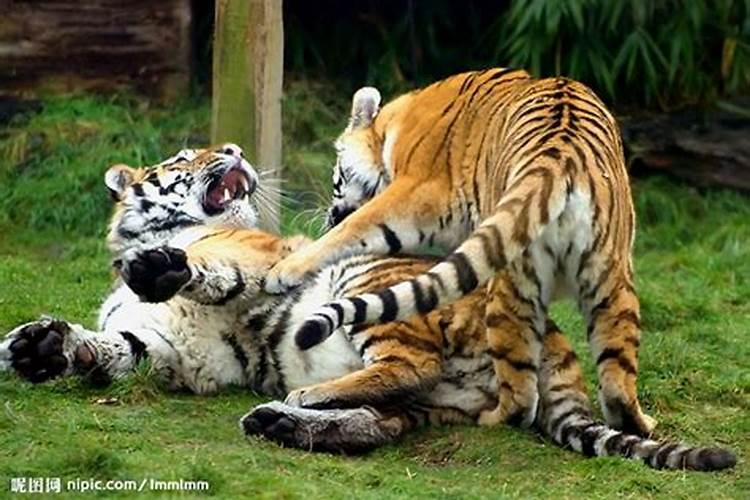 梦见老虎和龙在一起打架