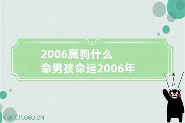 2006年属狗男孩的命运怎么样