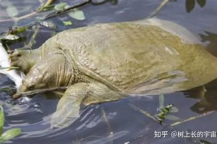 女人梦见死的甲鱼跟活的甲鱼