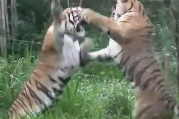 梦见老虎和师子打架