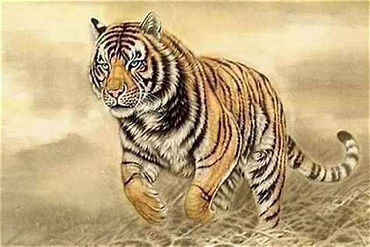 86年属虎是什么颜色的虎