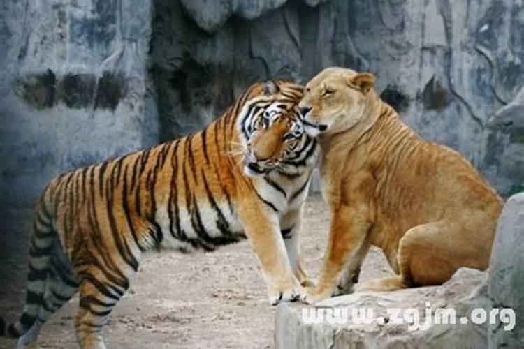 梦见狮孑和老虎
