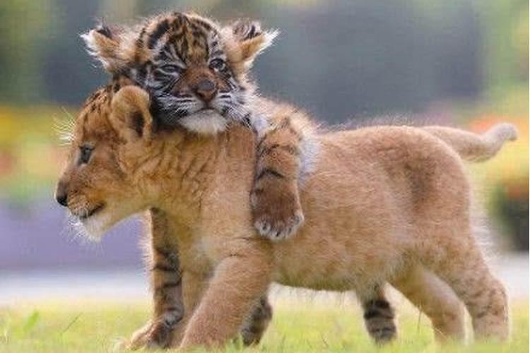 梦见狮孑和老虎