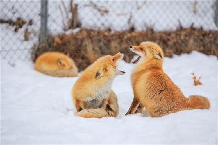 女生梦到狐狸跟自己握手