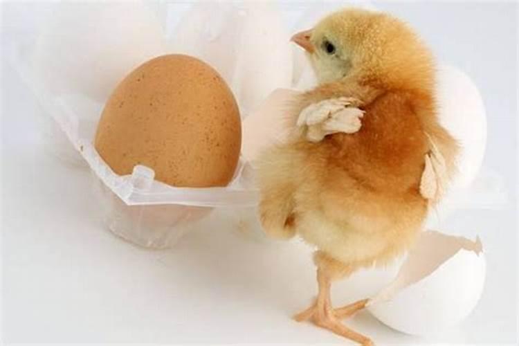 已婚女人梦见好多小鸡和鸡蛋